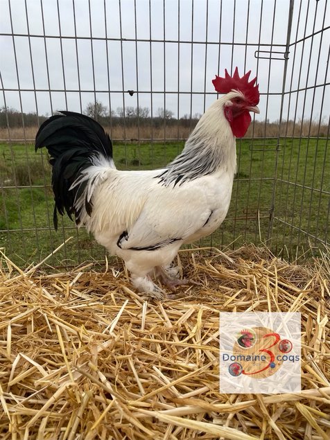 🥚 ADD3C Bourbourg herminée noir ADD3C🥚