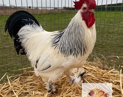 🥚 ADD3C Bourbourg herminée noir ADD3C🥚