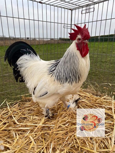 🥚 ADD3C Bourbourg herminée noir ADD3C🥚