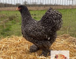 🥚ADD3C BRAHMA COUCOU ET COUCOU GRIS PERLE ADD3C🥚