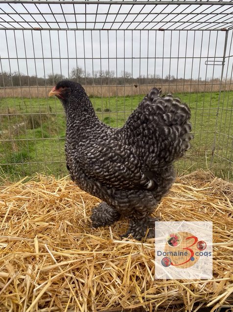 🥚ADD3C BRAHMA COUCOU ET COUCOU GRIS PERLE ADD3C🥚