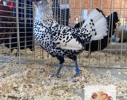 🥚 ADD3C Appenzelloise Huppée Argentée ADD3C 🥚