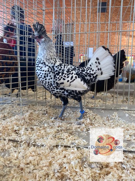 🥚 ADD3C Appenzelloise Huppée Argentée ADD3C 🥚