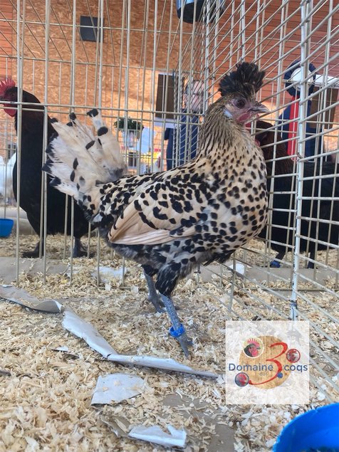 🥚 ADD3C Appenzelloise Citronée Pailletés Noire ADD3C 🥚