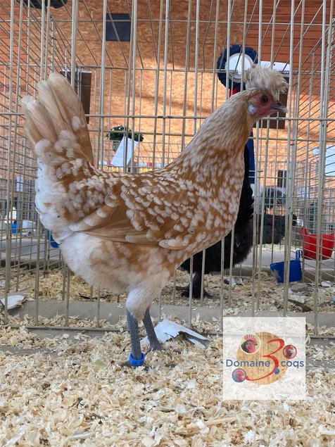 🥚 ADD3C Appenzelloise Chamoisé ADD3C 🥚