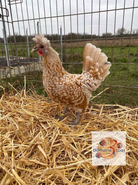 🥚 ADD3C Appenzelloise Chamoisé ADD3C 🥚