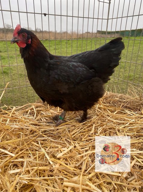 🥚ADD3C Marans Noir à camail cuivrée  ADD3C 🥚