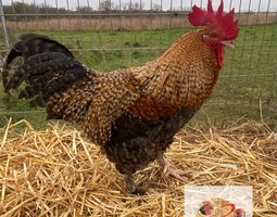 🥚ADD3C Marans Noir à camail cuivrée  ADD3C 🥚