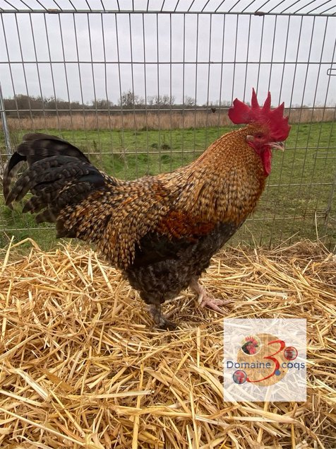 🥚ADD3C Marans Noir à camail cuivrée  ADD3C 🥚