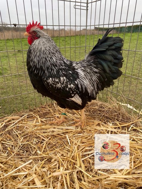 🥚 ADD3C Barnevelder Noir à Double liserés argentée ADD3C 🥚