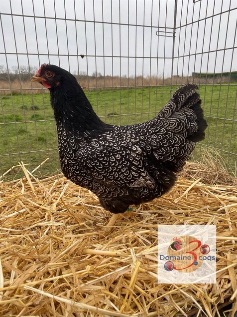 🥚 ADD3C Barnevelder Noir à Double liserés argentée ADD3C 🥚