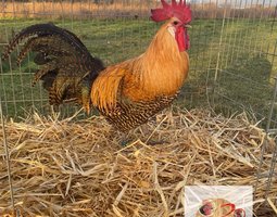 🥚ADD3C Braekel citronnée et dorée ADD3C 🥚