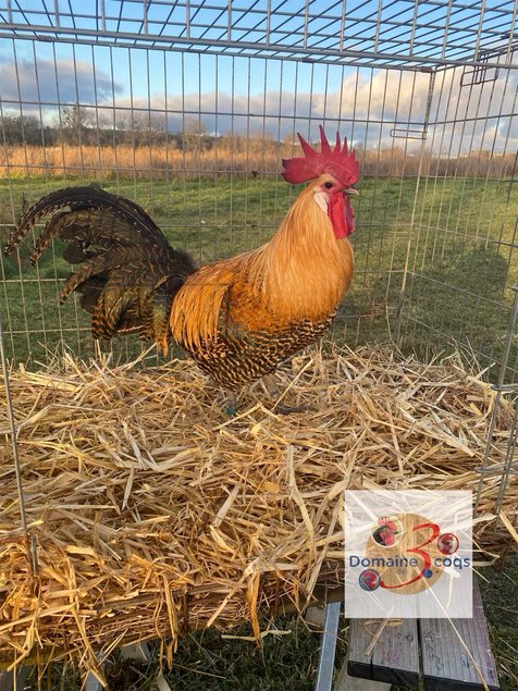 🥚ADD3C Braekel citronnée et dorée ADD3C 🥚