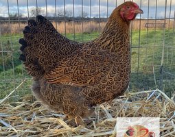 ADD3C 🥚 Wyandotte Perdrix Maillé Doré 🥚 ADD3C