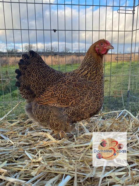 ADD3C 🥚 Wyandotte Perdrix Maillé Doré 🥚 ADD3C