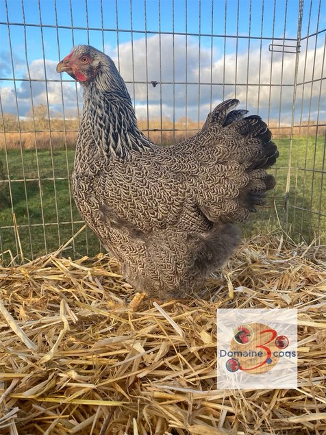 🥚 ADD3C Wyandotte Perdrix Maillée Argentée GR ADD3C 🥚