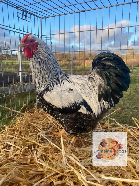 🥚 ADD3C Wyandotte Perdrix Maillée Argentée GR ADD3C 🥚
