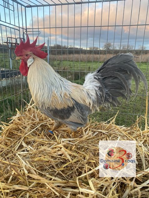 🥚ADD3C Italienne saumonée dorée a liseré gris perle (leghorn)ADD3C🥚