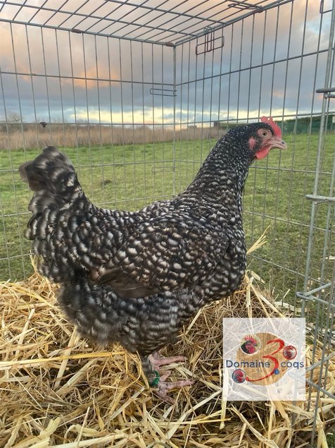 🥚 ADD3C Malines Coucou ADD3C 🥚