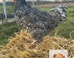 🥚 ADD3C Malines Coucou ADD3C 🥚