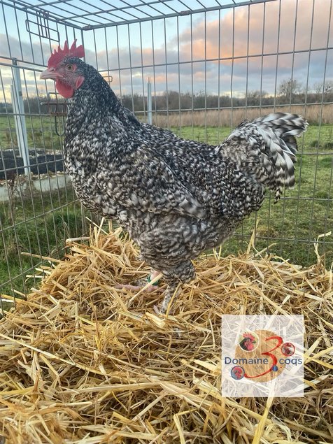 🥚 ADD3C Malines Coucou ADD3C 🥚