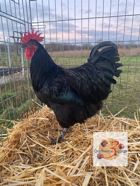 🥚 ADD3C Estaires Noires ADD3C 🥚