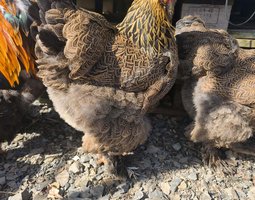 OEUFS FECONDES BRAHMA PMD GR