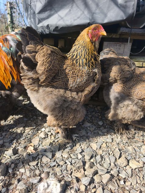 OEUFS FECONDES BRAHMA PMD GR