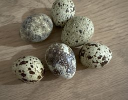 Oeufs de cailles en melange Japon/Celadon