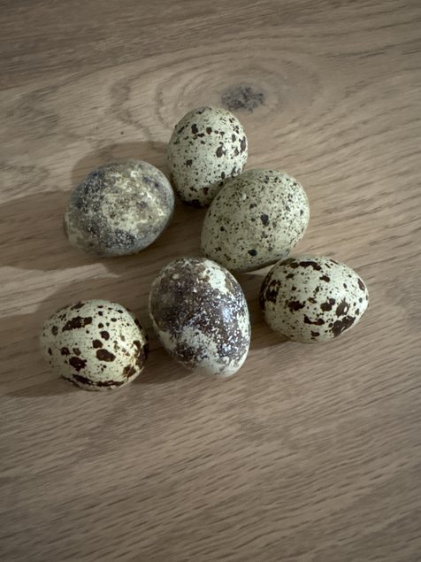 Oeufs de cailles en melange Japon/Celadon