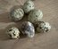 Oeufs de cailles en melange Japon/Celadon