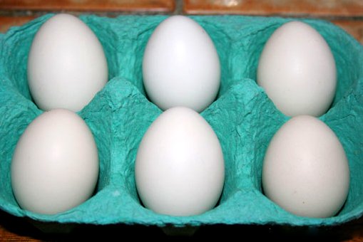 Œufs fécondés sebright argenté