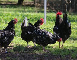 Oeufs fécondés de Gournay GR