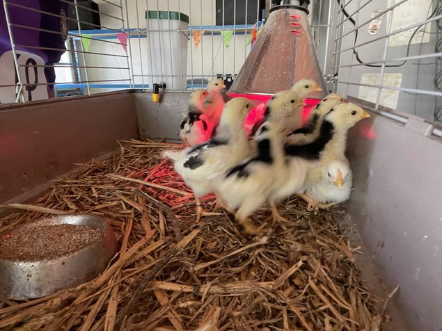 Oeufs fécondés de Gournay GR