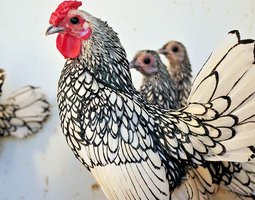 Œufs fécondés sebright argenté