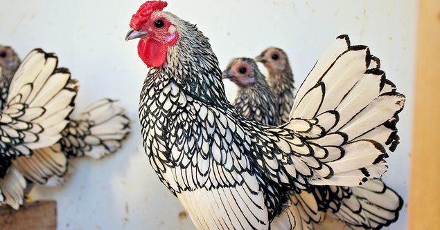 Œufs fécondés sebright argenté