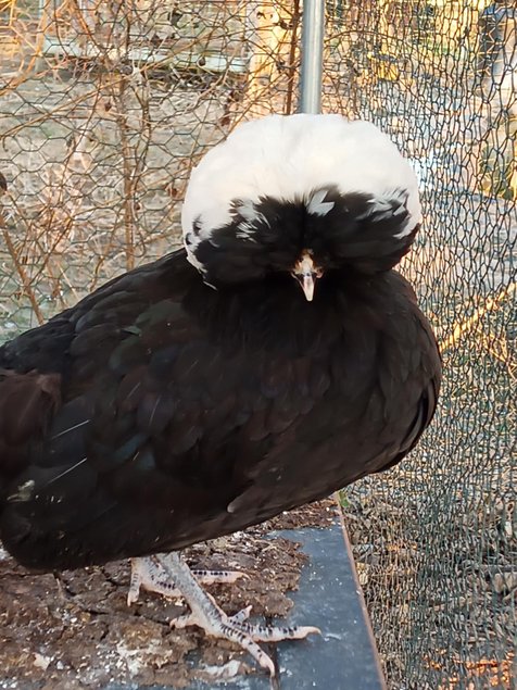 Hollandaise huppé Tata cocottes