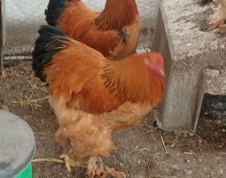 Brahma brune herminee noir