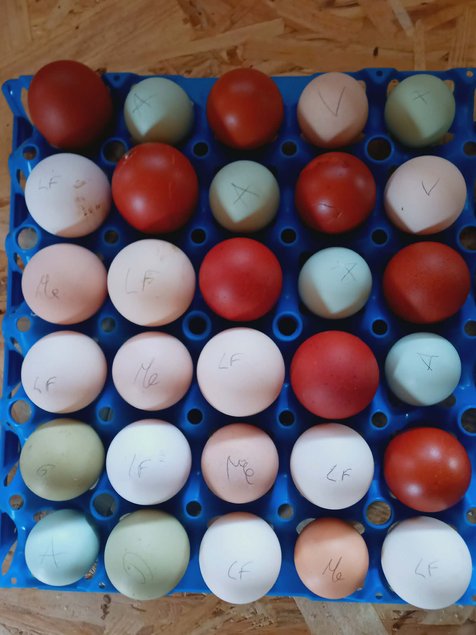🥚  Le "Grand Mix" de Tata Cocotte : Qualité Pure Race, Prix Mini !