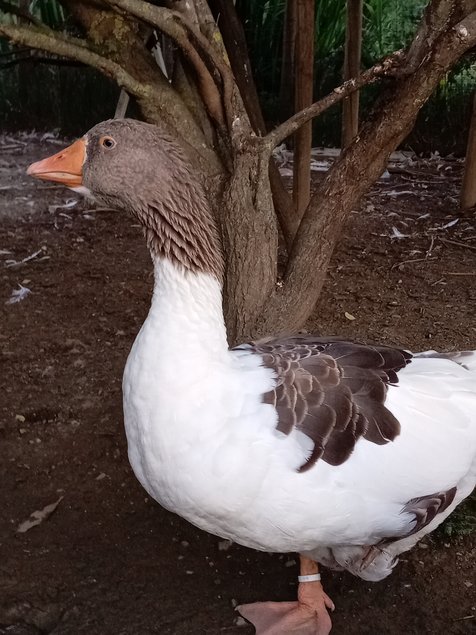 Œufs fécondés oies flamandes Très rares