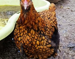 Oeufs fécondés orpington odale