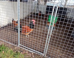 Oeufs fécondés de Vorwerk