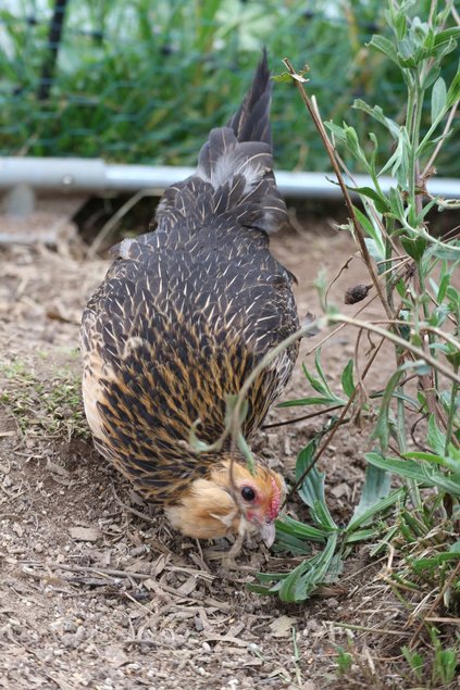 Barbu d’anvers - caille dorée