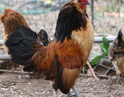 Barbu d’Anvers Caille dorée