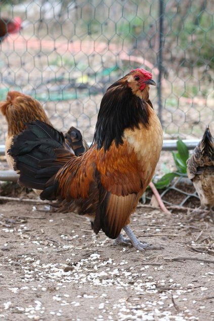 Barbu d’anvers - caille dorée