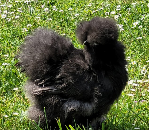 Œufs à couver Silkies / Poule soies US