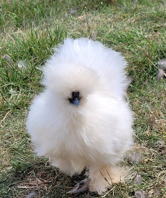 Œufs à couver Silkies / Poule soies US