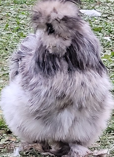 Œufs à couver Silkies / Poule soies US