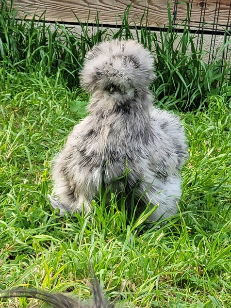 Œufs à couver Silkies / Poule soies US