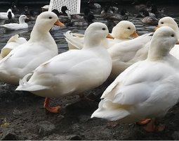 Oeufs fécondés canards Mignon blanc